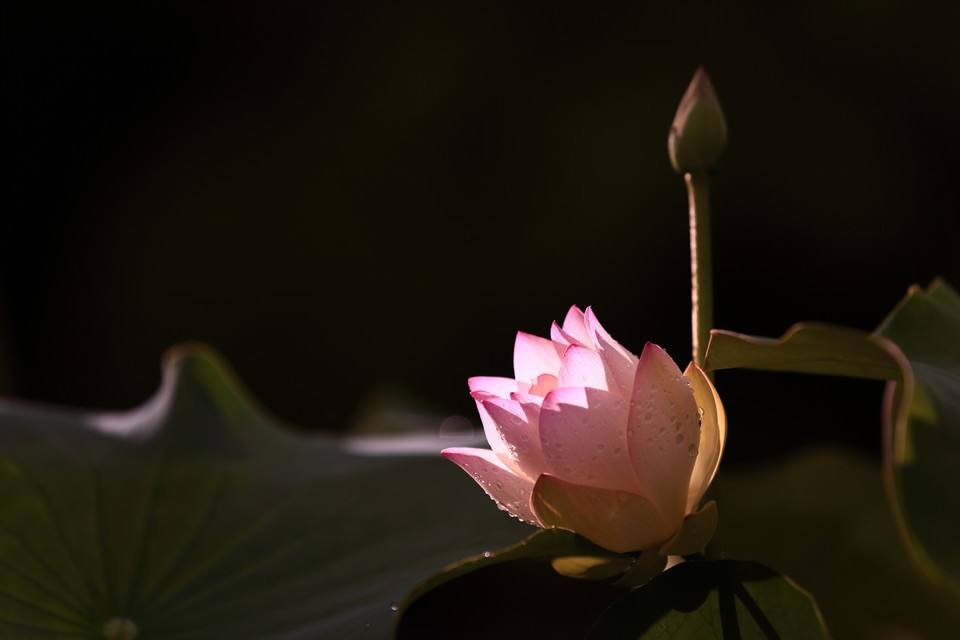 ‘太阳成集团tyc7111cc’5分钟送达!点我达天猫双11首单创即时物流新速度