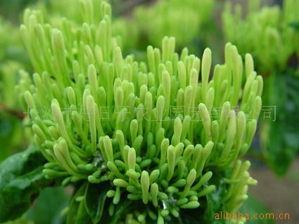 黑诊所鉴定胎儿性别仅需20元非法行医被查处-太阳成集团tyc7111cc(图3) 太阳成集团tyc7111cc