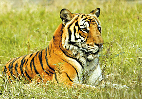 太阳成集团tyc7111cc_大量旅客被困香港机场 泰国军方准备出手了