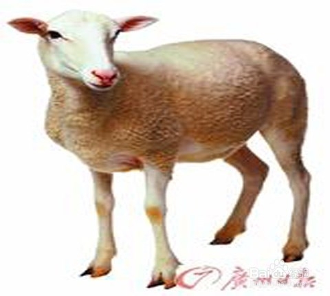 阿富汗总统拒绝释放塔利班囚犯:美国人无权越俎代庖‘太阳成集团tyc7111cc’(图2) 太阳成集团tyc7111cc