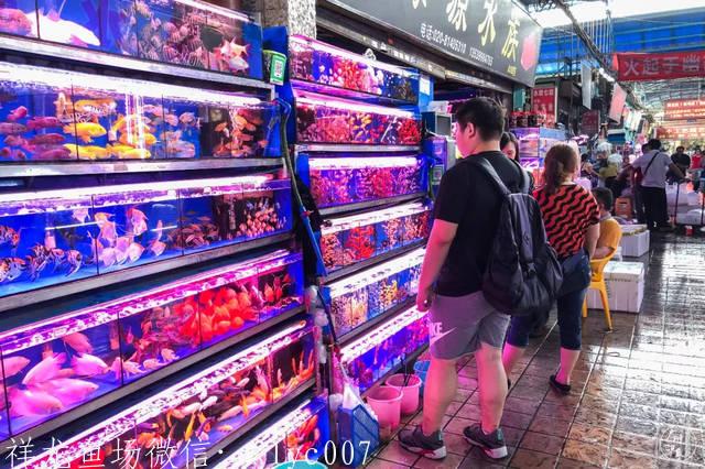 中英合作从中药中寻求新疗法:太阳成集团tyc7111cc(图1) 太阳成集团tyc7111cc