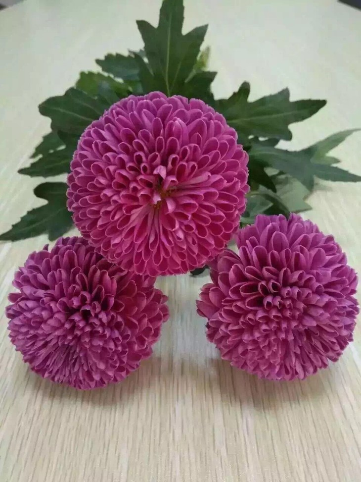 太阳成集团tyc7111cc