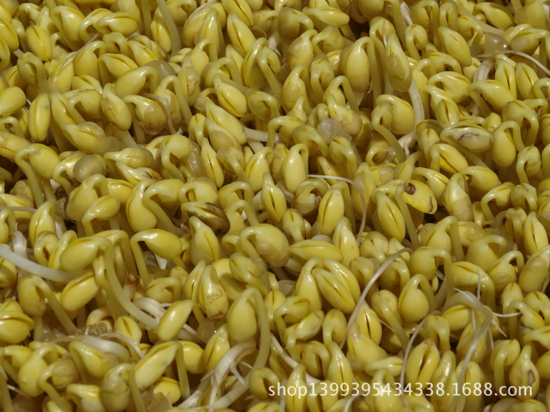 香港开学十天爆18宗猩红热【太阳成集团tyc7111cc】(图1) 太阳成集团tyc7111cc