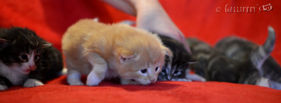 太阳成集团tyc7111cc：打羽毛球胳膊疼痛要当心“网球肘”