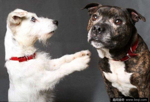 燕窝是人尽皆知的滋补品 女性食用以后可以起到很好的滋补效果|太阳成集团tyc7111cc