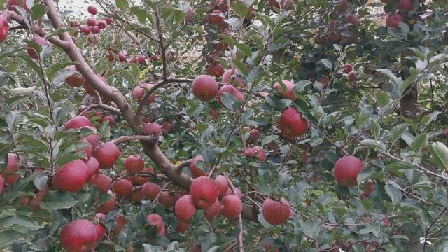 【太阳成集团tyc7111cc】云南干旱致400万人饮水困难直接损失达125亿